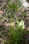 Bristleleaf sedge